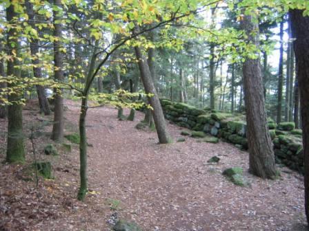 Weg im Wald Excellence-Training Weg im Wald Excellence-Training